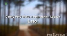 CZTERY PORY ROKU W POMORSKICH LASACH