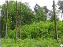 Wyjaśnienie w sprawie artykułu w czasopiśmie „Nature"